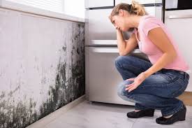 Environmental Consulting for Mold Prevention in Eleanor, WV